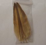 ������� ���� ���� duck quills bleached  Wapsi